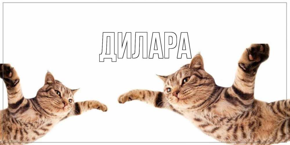 Открытка на каждый день с именем, Дилара Главная кот Прикольная открытка с пожеланием онлайн скачать бесплатно 
