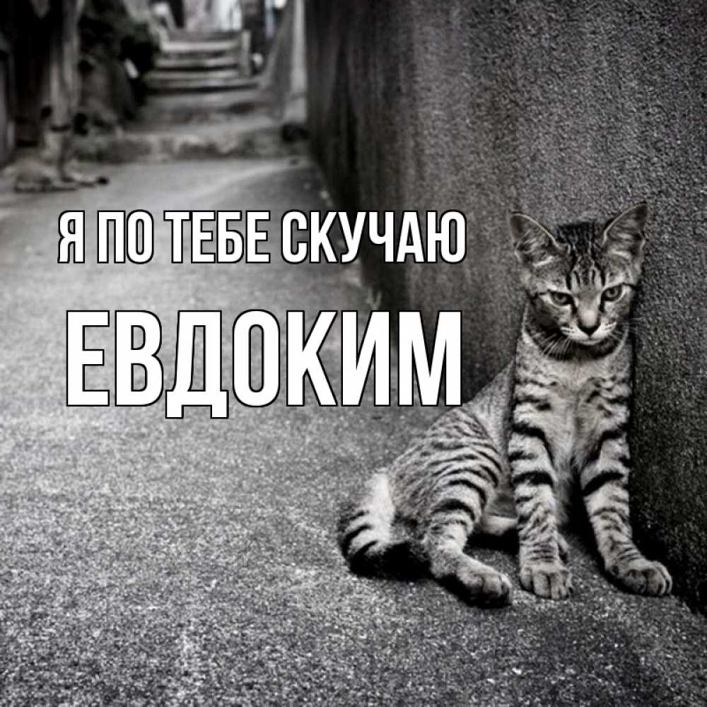 Открытка на каждый день с именем, Евдоким Я по тебе скучаю одиноко котику Прикольная открытка с пожеланием онлайн скачать бесплатно 
