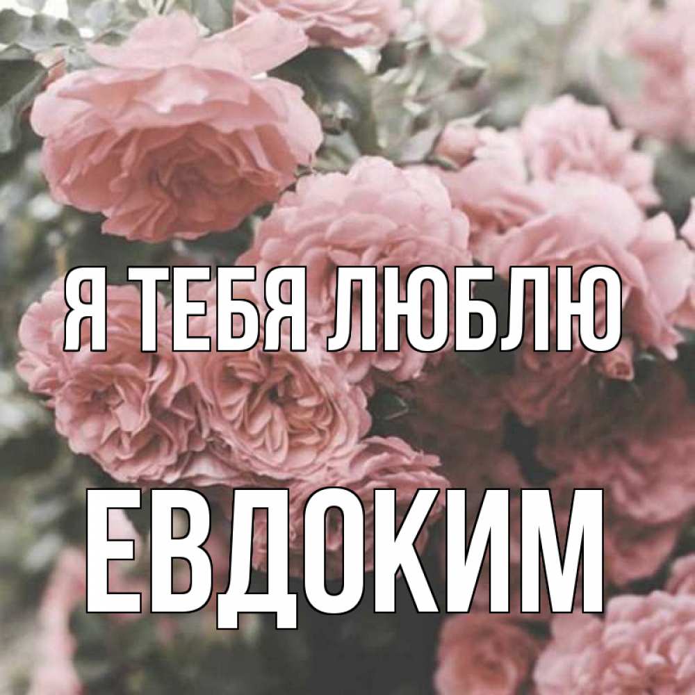 Открытка на каждый день с именем, Евдоким Я тебя люблю розы 3 Прикольная открытка с пожеланием онлайн скачать бесплатно 