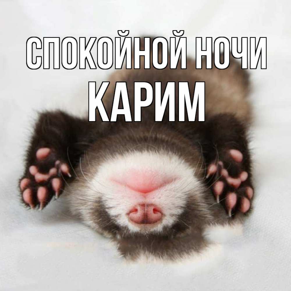 Открытка на каждый день с именем, Карим Спокойной ночи зверек Прикольная открытка с пожеланием онлайн скачать бесплатно 
