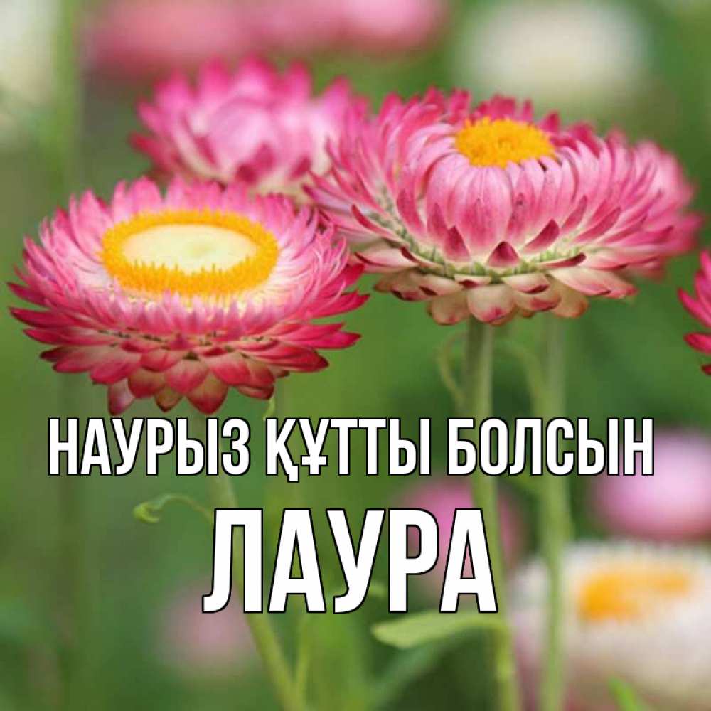 Открытка на каждый день с именем, Лаура Наурыз құтты болсын подарок на международный женский день Прикольная открытка с пожеланием онлайн скачать бесплатно 