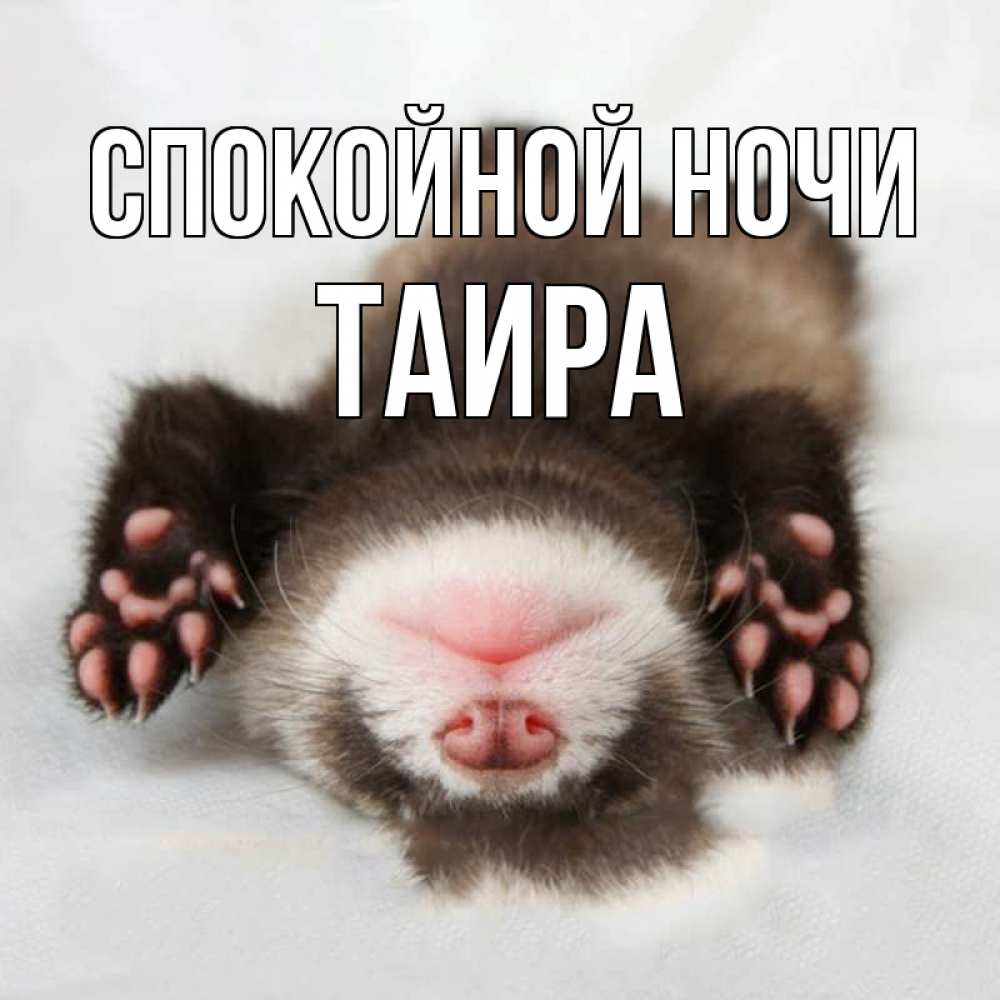 Открытка на каждый день с именем, Таира Спокойной ночи зверек Прикольная открытка с пожеланием онлайн скачать бесплатно 