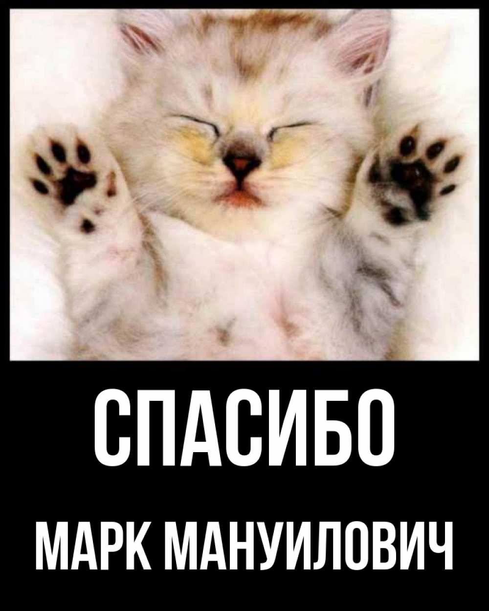 Спасибо котик картинка