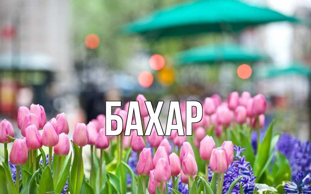 Открытка на каждый день с именем, Бахар Главная С 1 мая Прикольная открытка с пожеланием онлайн скачать бесплатно 