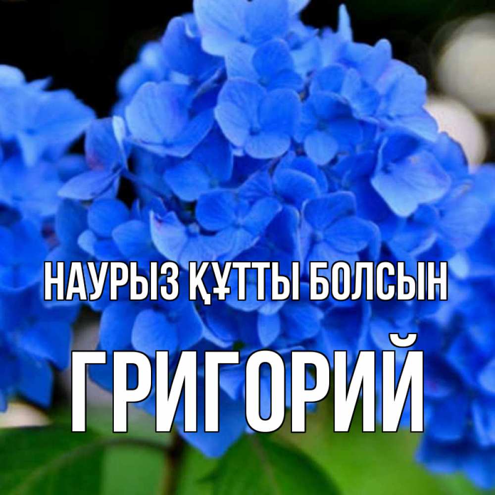 Открытка на каждый день с именем, Григорий Наурыз құтты болсын синие цветы Прикольная открытка с пожеланием онлайн скачать бесплатно 