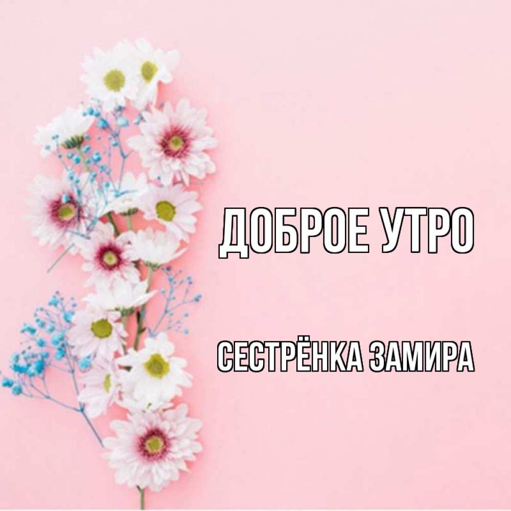 Открытка на каждый день с именем, Сестрёнка-Замира Доброе утро цветы с подписью Прикольная открытка с пожеланием онлайн скачать бесплатно 
