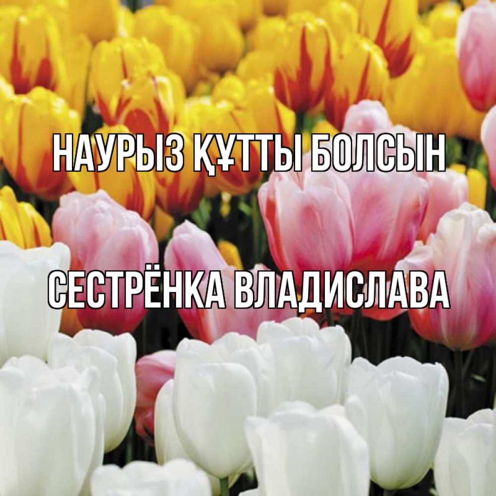 Открытка на каждый день с именем, Сестрёнка-Владислава Наурыз құтты болсын разноцветные цветы Прикольная открытка с пожеланием онлайн скачать бесплатно 