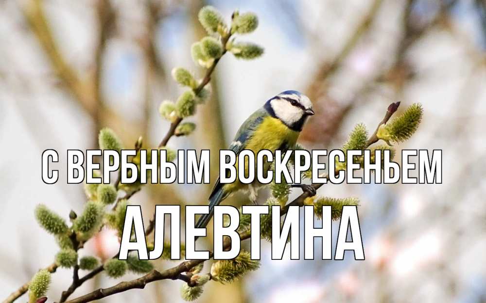 Открытка на каждый день с именем, Алевтина С вербным воскресеньем верба Прикольная открытка с пожеланием онлайн скачать бесплатно 