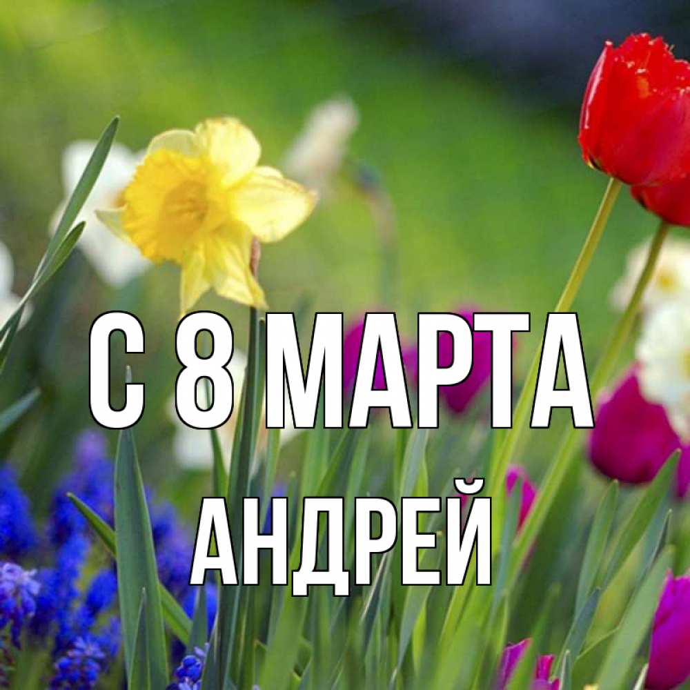 Открытка на каждый день с именем, Андрей С 8 МАРТА международный женский день 3 Прикольная открытка с пожеланием онлайн скачать бесплатно 