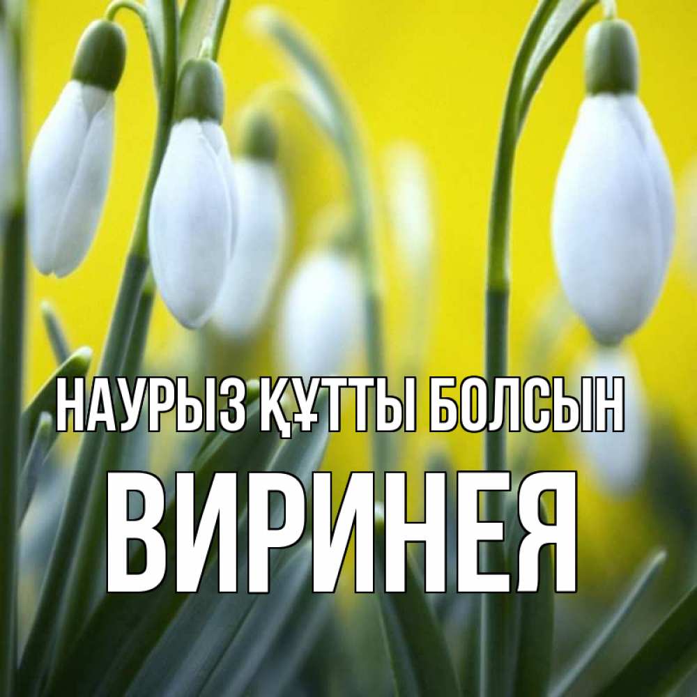 Открытка на каждый день с именем, Виринея Наурыз құтты болсын весенние цветы Прикольная открытка с пожеланием онлайн скачать бесплатно 