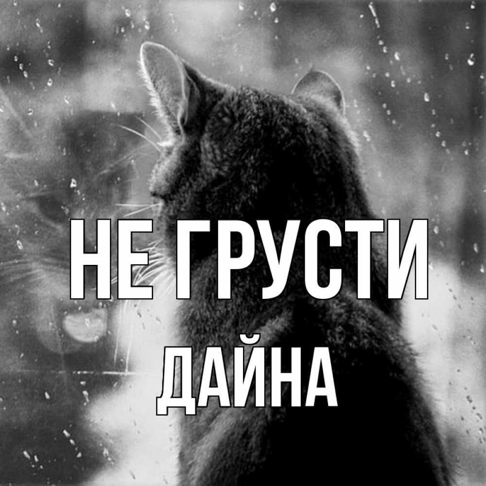Открытка на каждый день с именем, Дайна Не грусти отражение кота 1 Прикольная открытка с пожеланием онлайн скачать бесплатно 