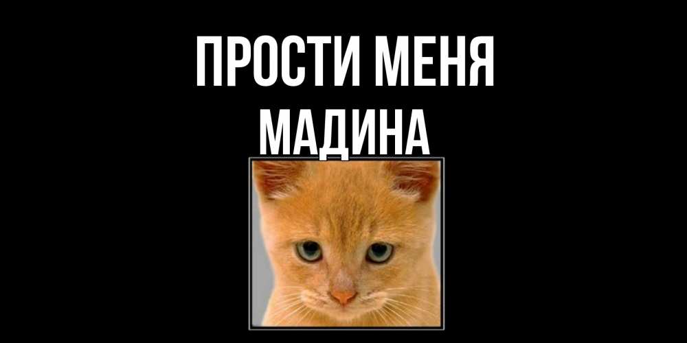 Открытка на каждый день с именем, Мадина Прости меня рыжий грустный кот просит прощения Прикольная открытка с пожеланием онлайн скачать бесплатно 