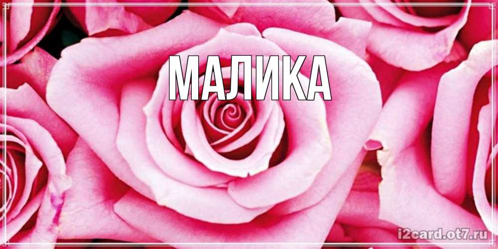 Открытка на каждый день с именем, Малика Главная открытка с розовой розой на день рождения Прикольная открытка с пожеланием онлайн скачать бесплатно 