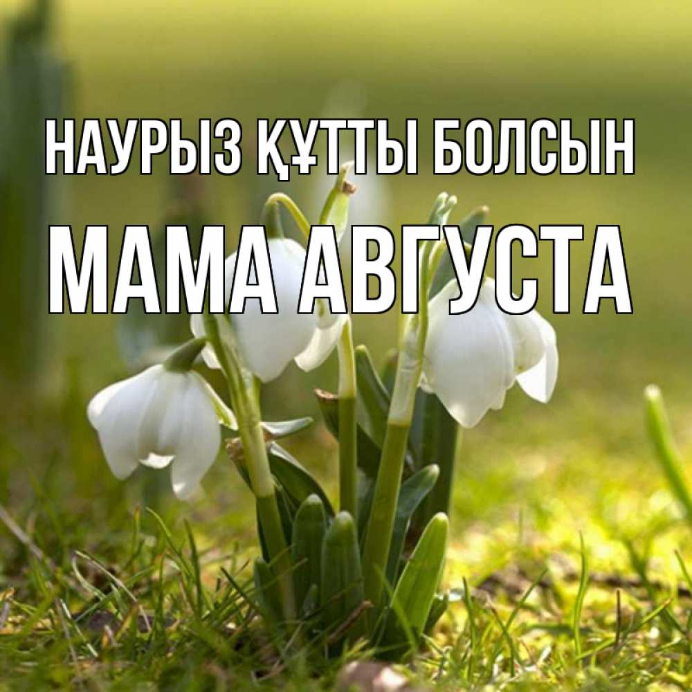 Открытка на каждый день с именем, Мама-Августа Наурыз құтты болсын ранние цветы 2 Прикольная открытка с пожеланием онлайн скачать бесплатно 