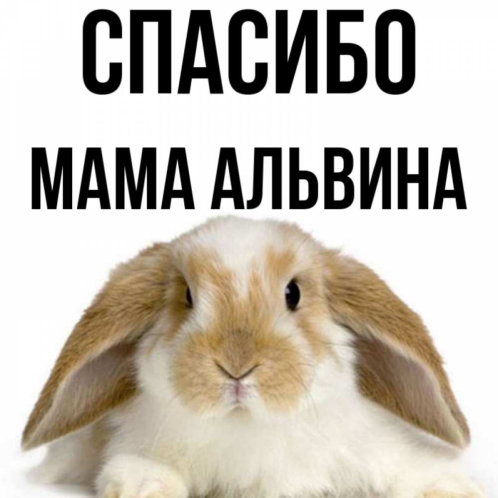 Открытка на каждый день с именем, Мама-Альвина Спасибо коричнево белый заяц Прикольная открытка с пожеланием онлайн скачать бесплатно 