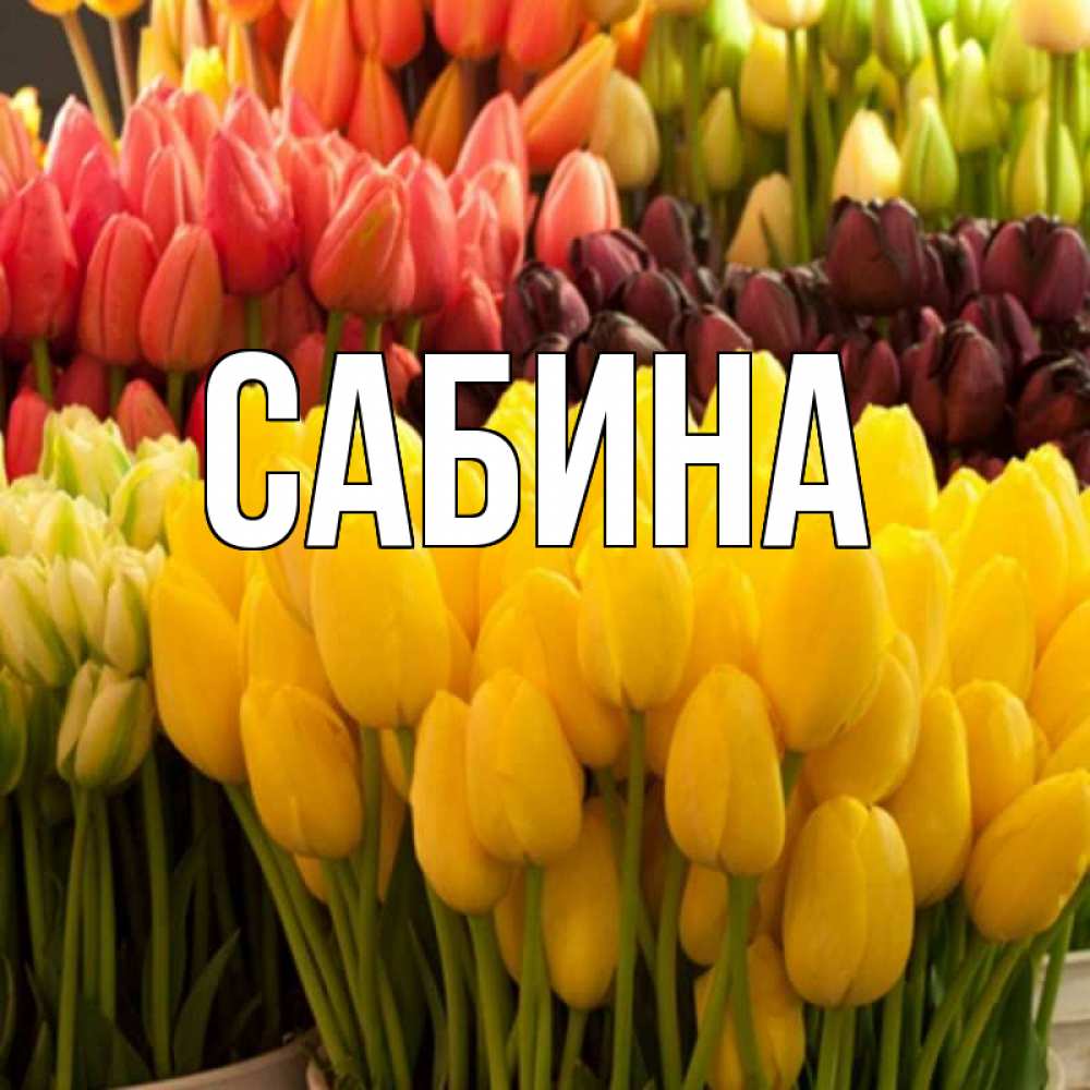 Открытка на каждый день с именем, Сабина Главная цветы Прикольная открытка с пожеланием онлайн скачать бесплатно 