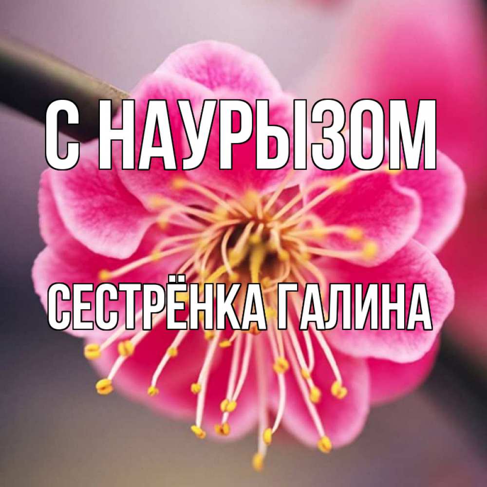 Открытка на каждый день с именем, Сестрёнка-Галина С наурызом цветы Прикольная открытка с пожеланием онлайн скачать бесплатно 