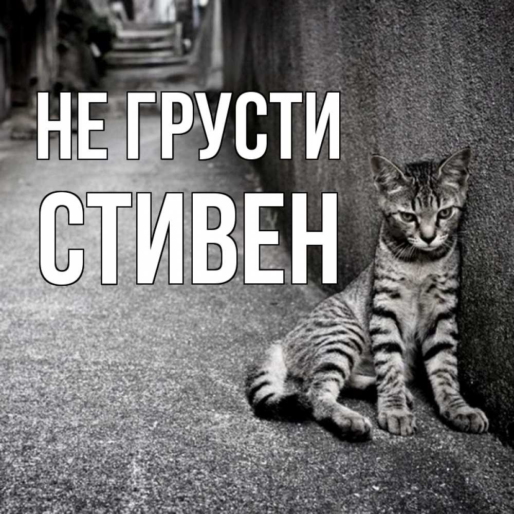 Открытка на каждый день с именем, Стивен Не грусти скучающий котик Прикольная открытка с пожеланием онлайн скачать бесплатно 