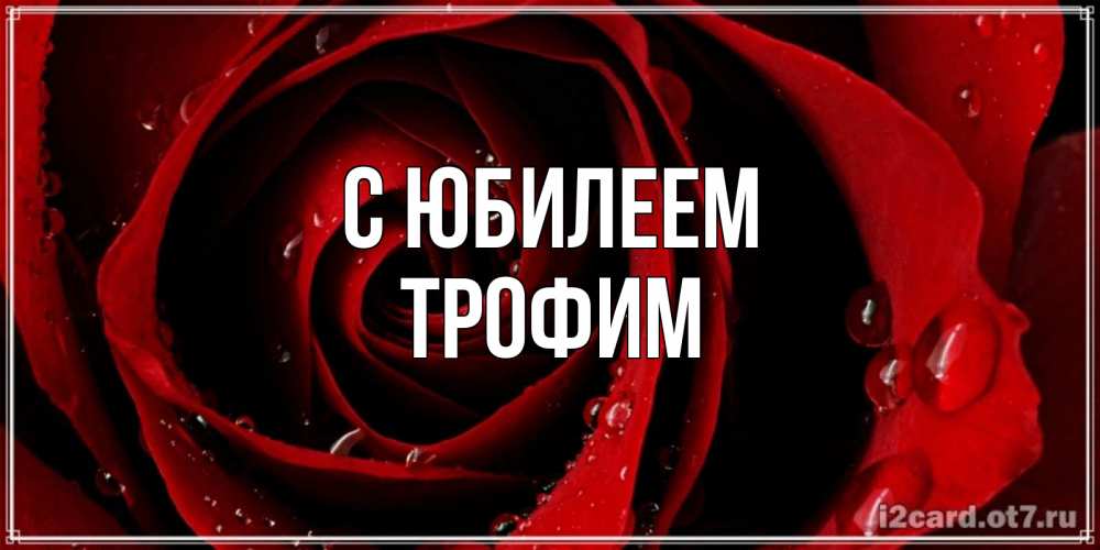 Открытка на каждый день с именем, Трофим С юбилеем крупная бордовая роза Прикольная открытка с пожеланием онлайн скачать бесплатно 