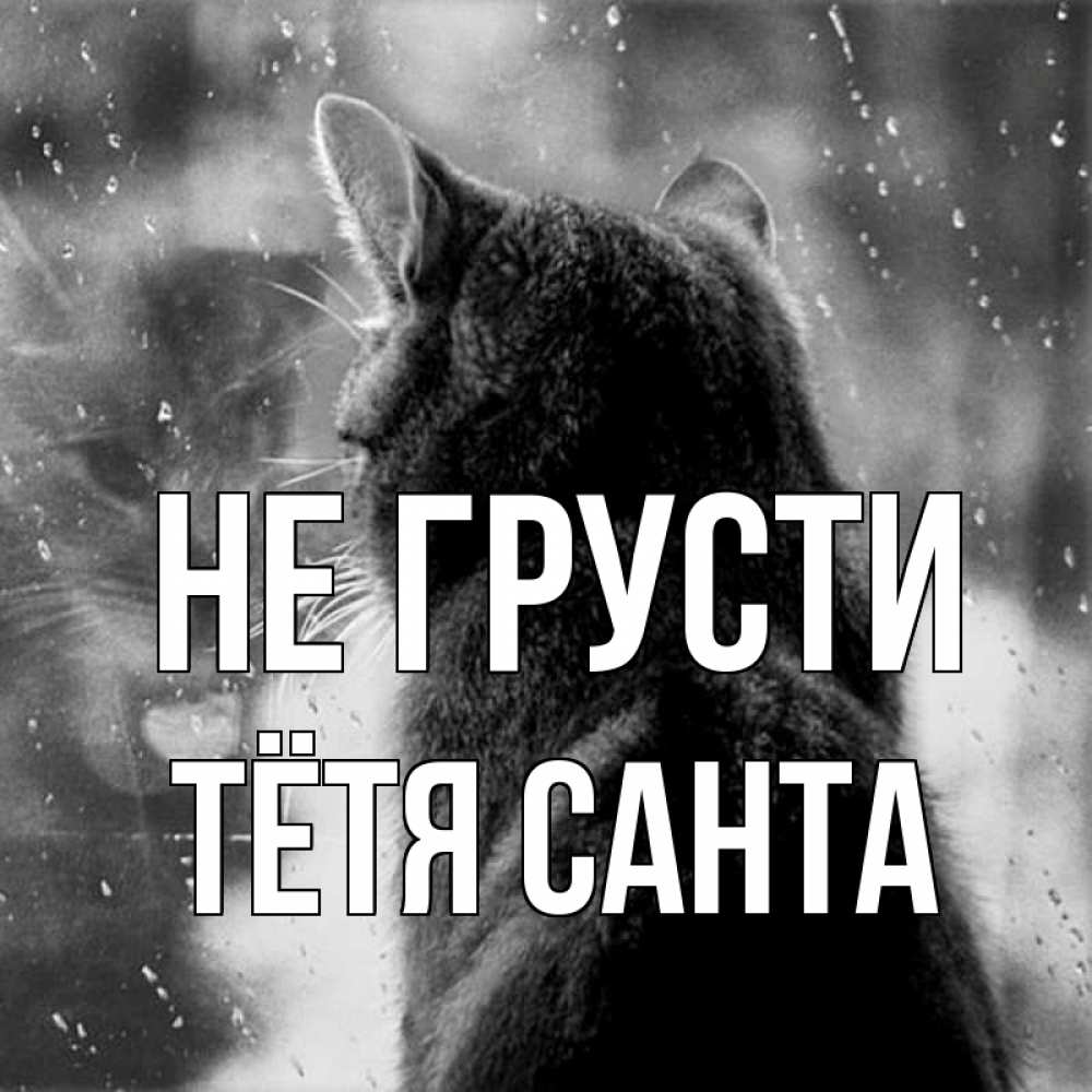 Открытка на каждый день с именем, Тётя-Санта Не грусти отражение кота 1 Прикольная открытка с пожеланием онлайн скачать бесплатно 