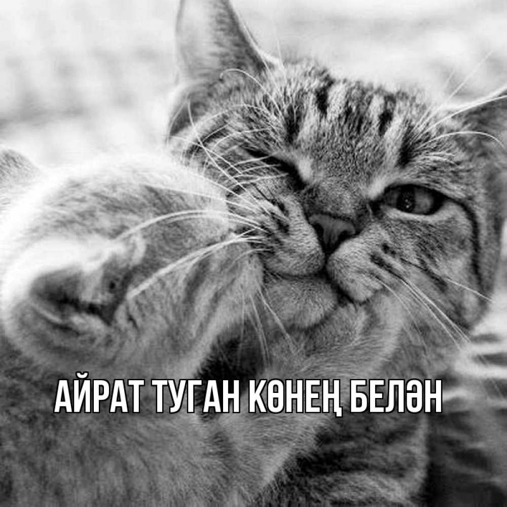 Открытка на каждый день с именем, Айрат-туган-көнең-белән Главная коты Прикольная открытка с пожеланием онлайн скачать бесплатно 