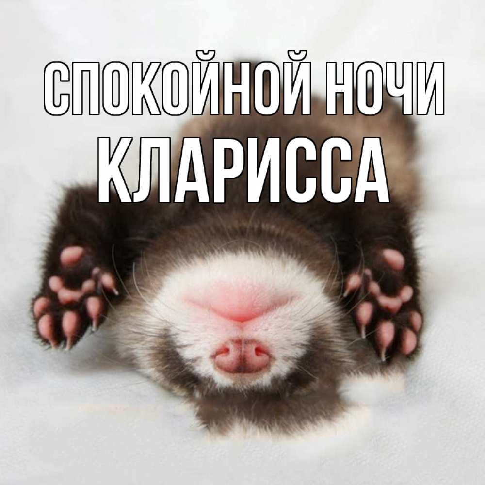 Открытка на каждый день с именем, Кларисса Спокойной ночи зверек Прикольная открытка с пожеланием онлайн скачать бесплатно 