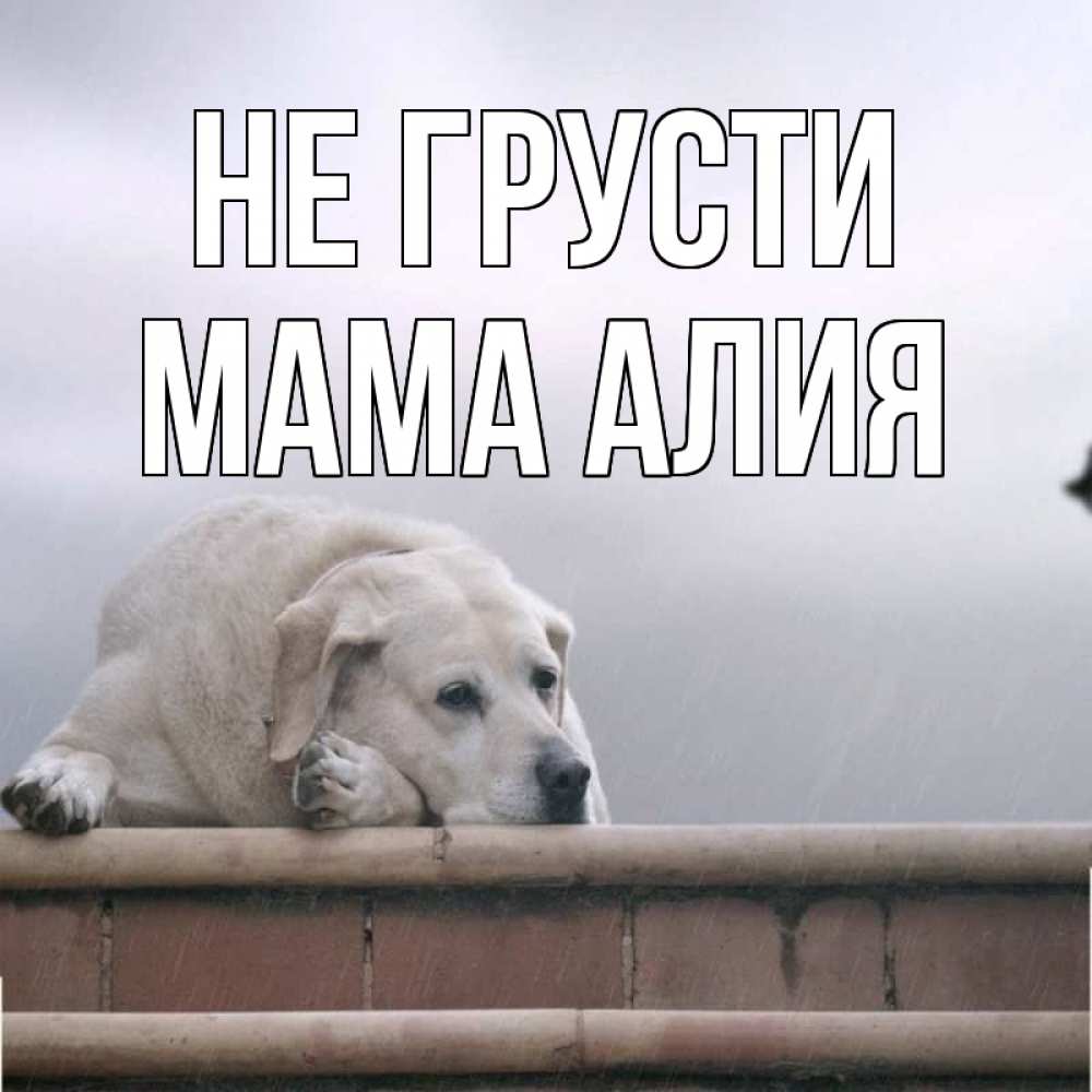Открытка на каждый день с именем, Мама-Алия Не грусти белый пес 1 Прикольная открытка с пожеланием онлайн скачать бесплатно 