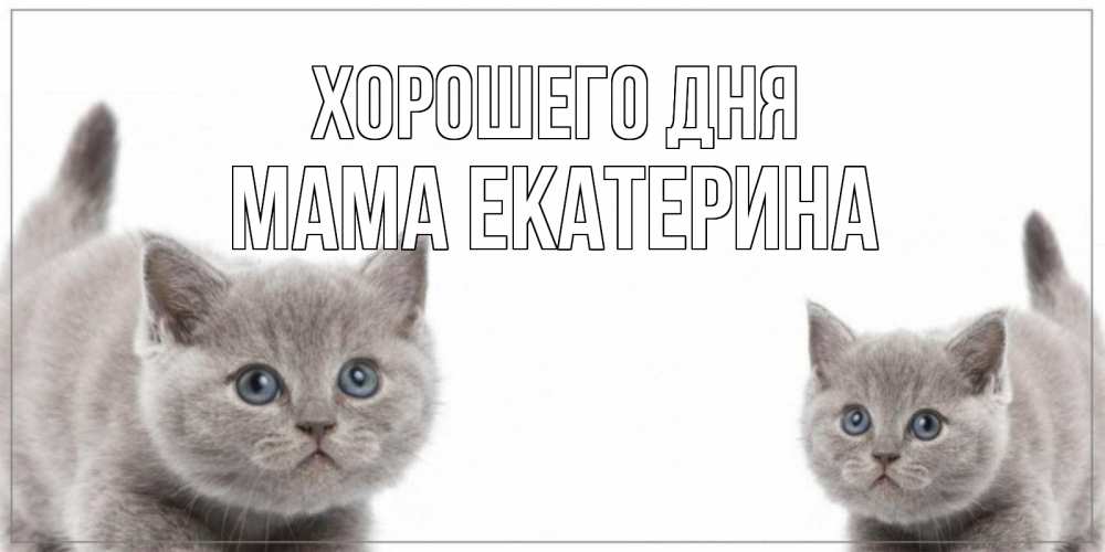 Открытка на каждый день с именем, Мама-Екатерина Хорошего дня открытка с котами Прикольная открытка с пожеланием онлайн скачать бесплатно 