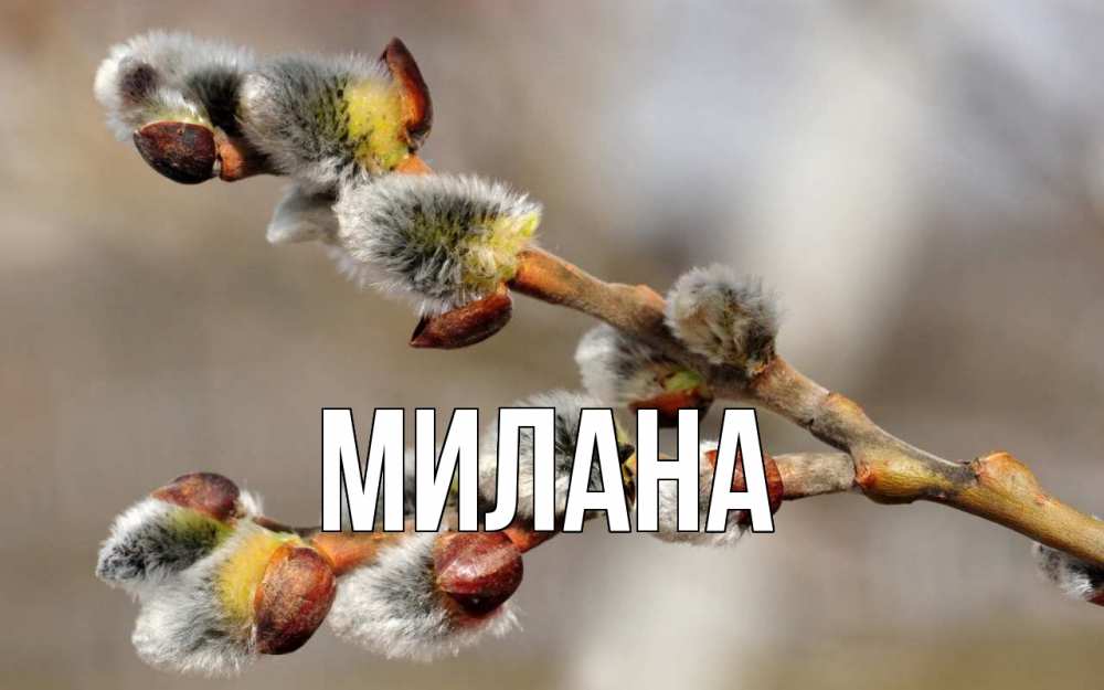 Открытка на каждый день с именем, Милана Главная Верба Прикольная открытка с пожеланием онлайн скачать бесплатно 