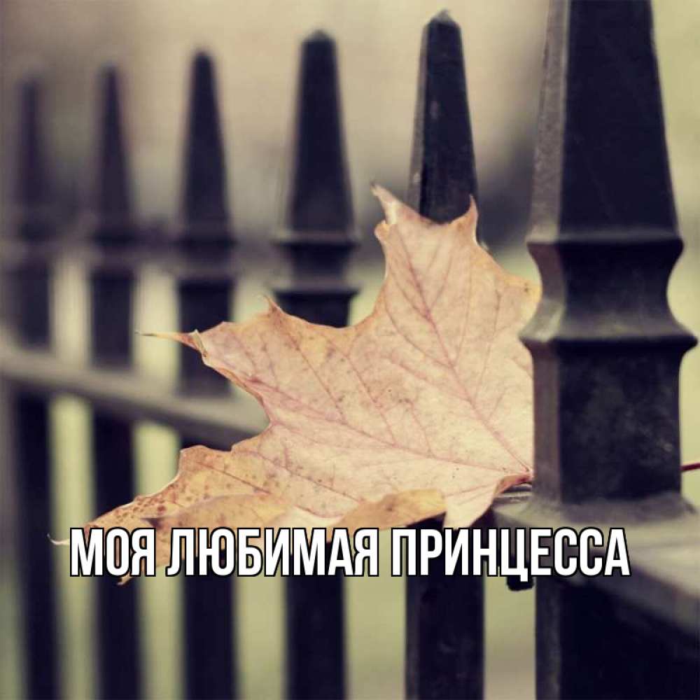 Открытка на каждый день с именем, Моя-Любимая-Принцесса Главная лист клена Прикольная открытка с пожеланием онлайн скачать бесплатно 