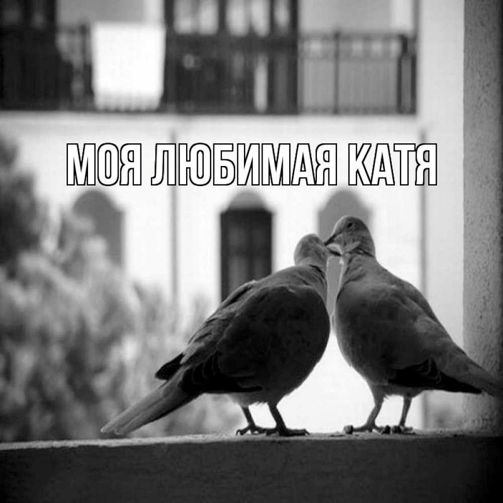 Открытка на каждый день с именем, Моя-любимая-Катя Главная птицы на подоконнике Прикольная открытка с пожеланием онлайн скачать бесплатно 