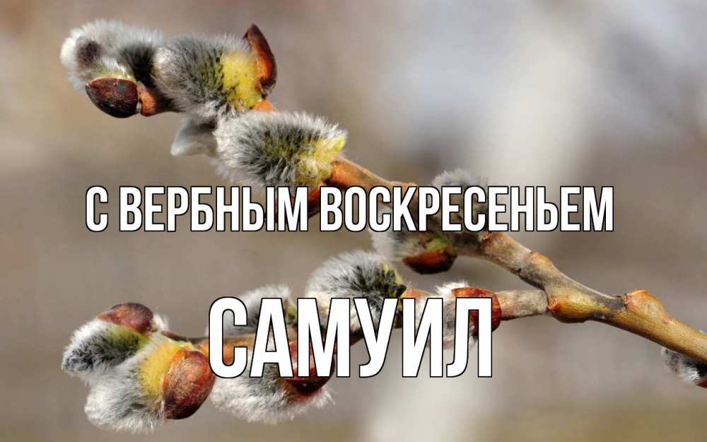 Открытка на каждый день с именем, Самуил С вербным воскресеньем Верба Прикольная открытка с пожеланием онлайн скачать бесплатно 