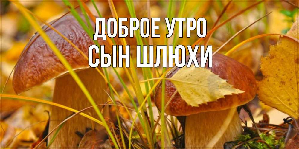 Открытка на каждый день с именем, Сын-шлюхи Доброе утро осенние грибы Прикольная открытка с пожеланием онлайн скачать бесплатно 