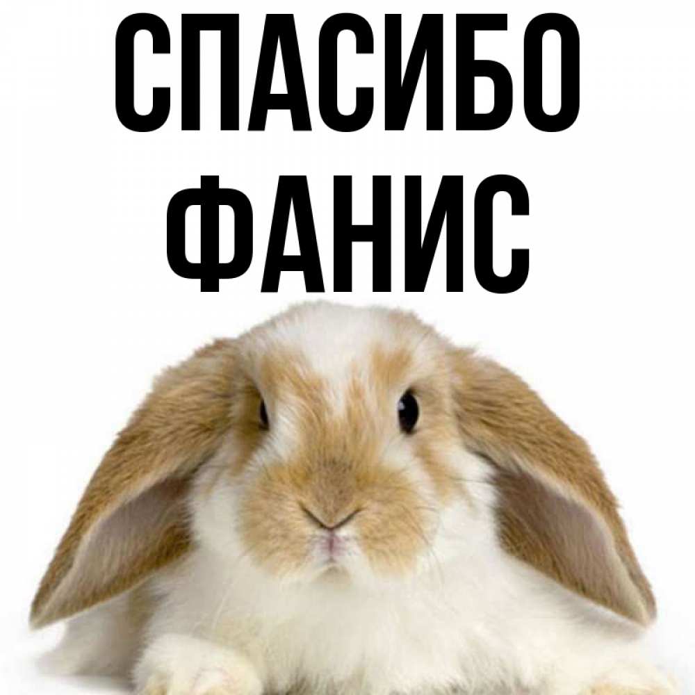 Открытка на каждый день с именем, Фанис Спасибо коричнево белый заяц Прикольная открытка с пожеланием онлайн скачать бесплатно 