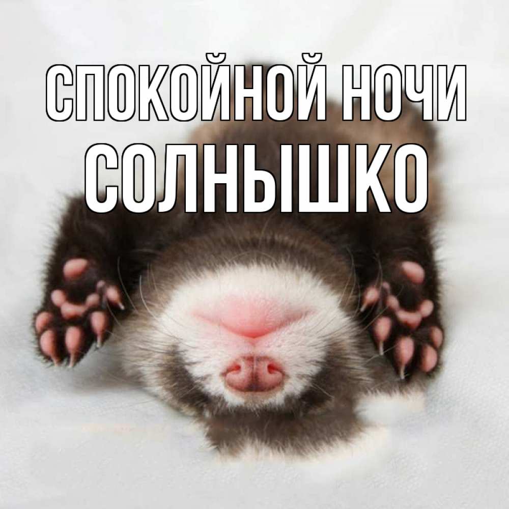 Открытка на каждый день с именем, солнышко Спокойной ночи зверек Прикольная открытка с пожеланием онлайн скачать бесплатно 