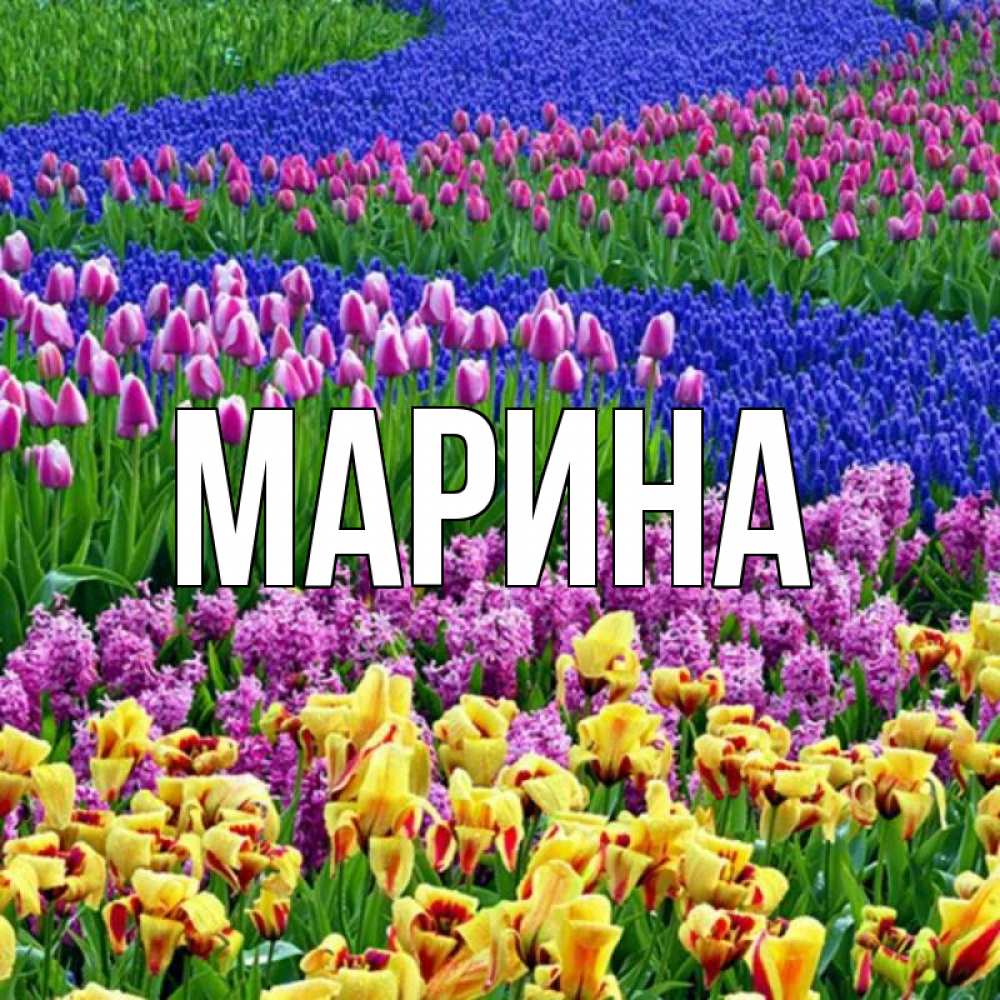 Открытка на каждый день с именем, Марина Главная цветы Прикольная открытка с пожеланием онлайн скачать бесплатно 