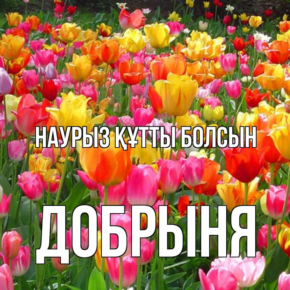 Открытка на каждый день с именем, Добрыня Наурыз құтты болсын на наурыз  ура ура Прикольная открытка с пожеланием онлайн скачать бесплатно 