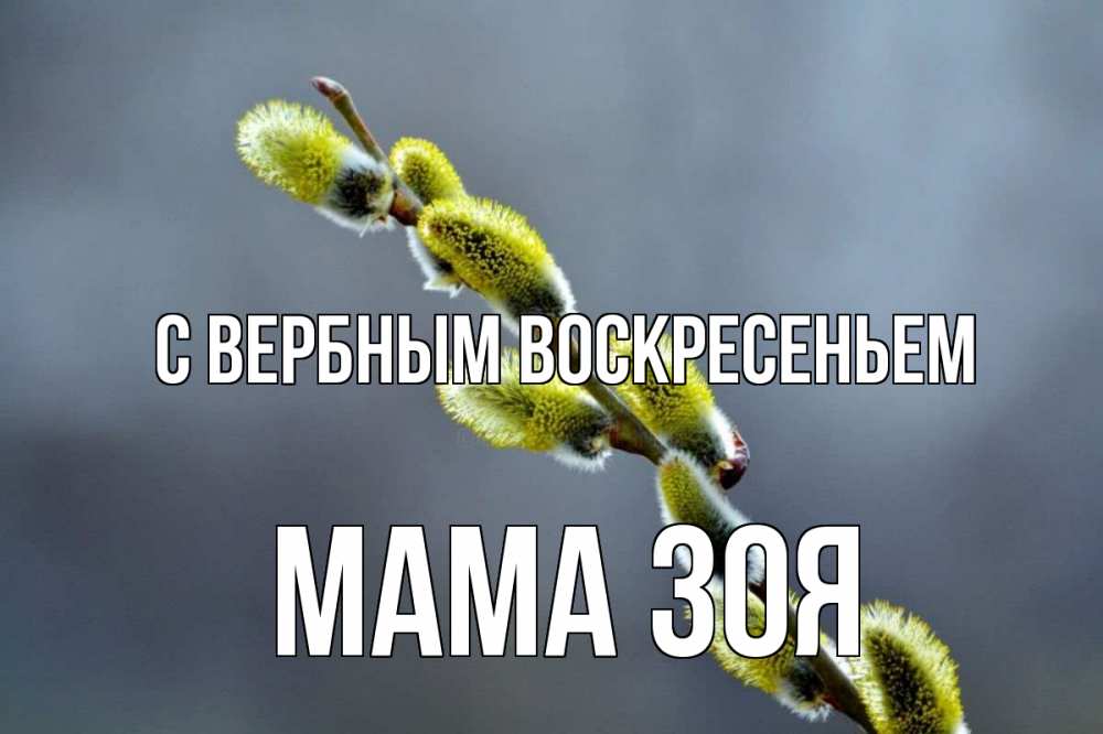 Открытка на каждый день с именем, Мама-Зоя С вербным воскресеньем верба Прикольная открытка с пожеланием онлайн скачать бесплатно 