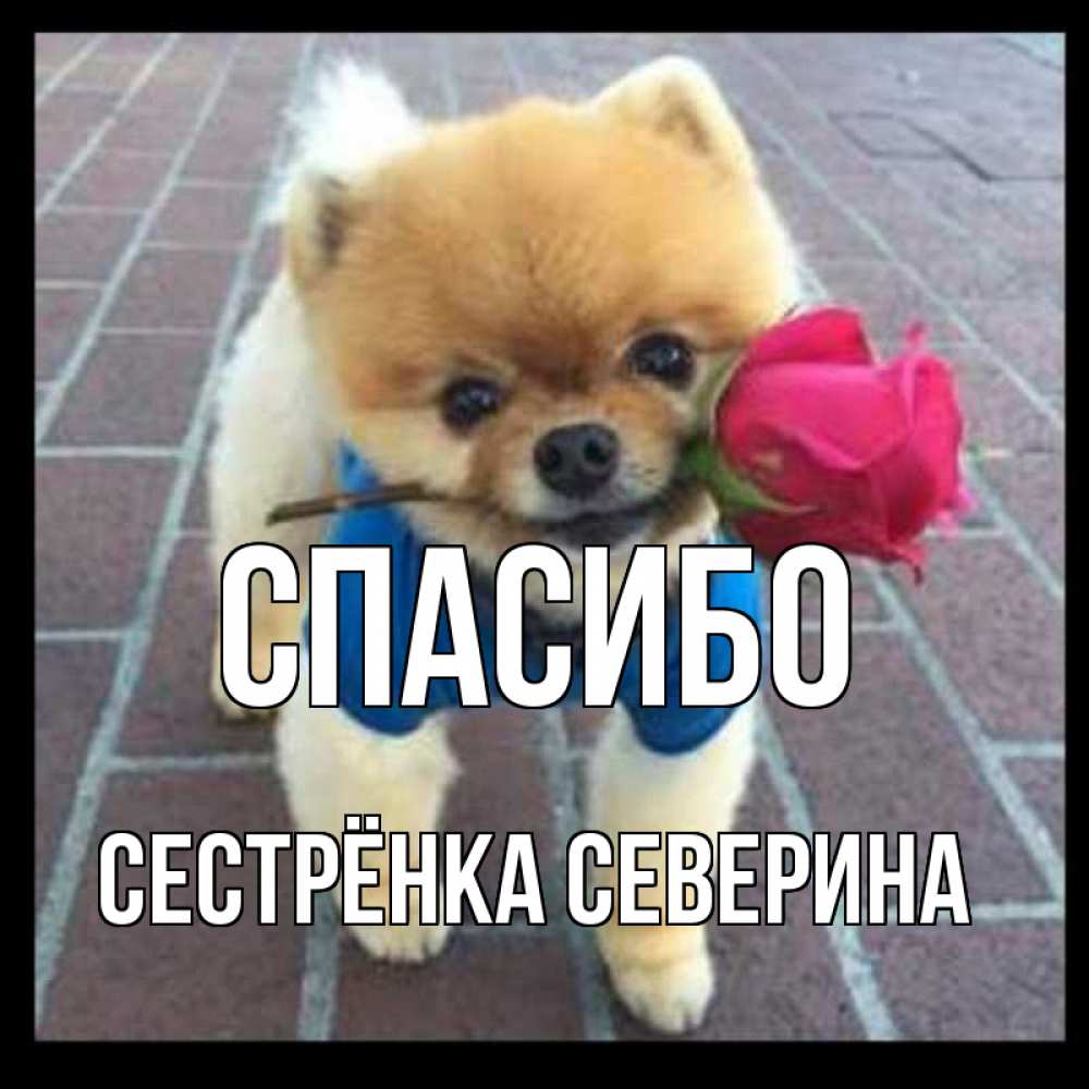 Открытка на каждый день с именем, Сестрёнка-Северина Спасибо спасибо и дарю тебе цветок Прикольная открытка с пожеланием онлайн скачать бесплатно 