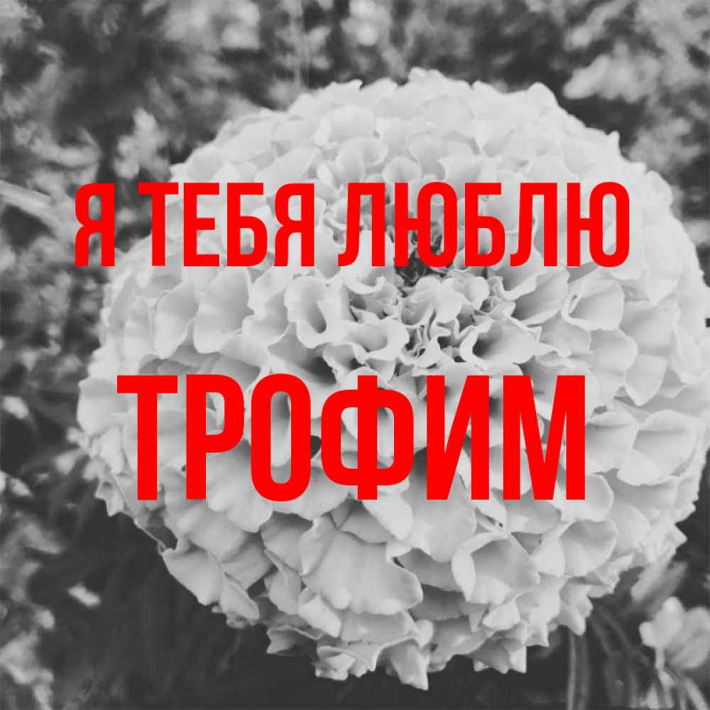 Открытка на каждый день с именем, Трофим Я тебя люблю подпись Прикольная открытка с пожеланием онлайн скачать бесплатно 
