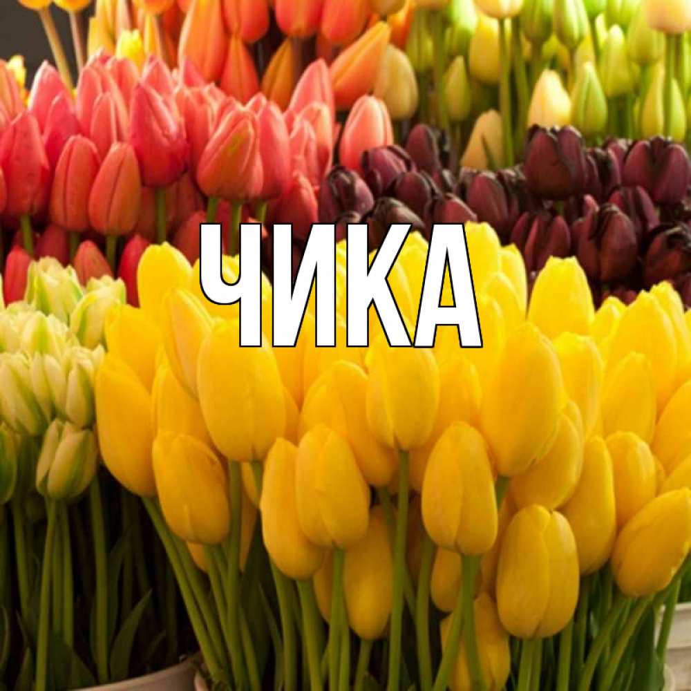Открытка на каждый день с именем, Чика Главная цветы Прикольная открытка с пожеланием онлайн скачать бесплатно 
