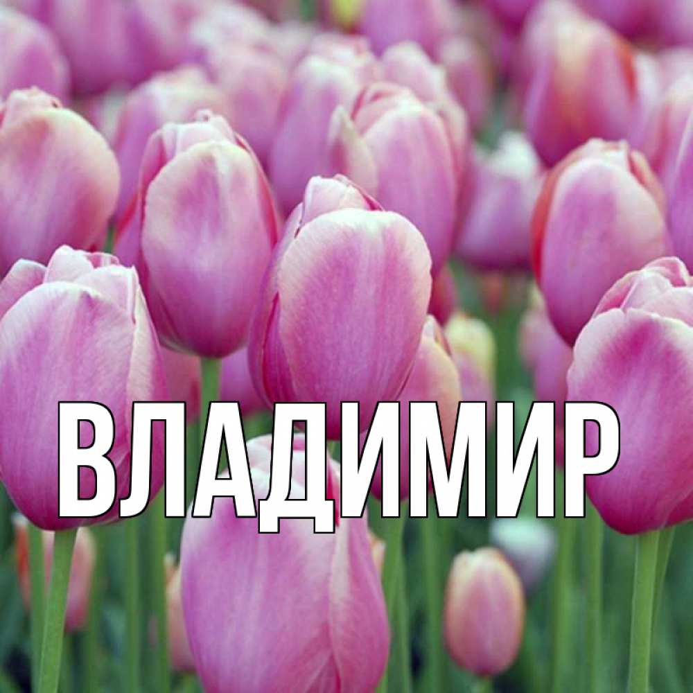 Открытка на каждый день с именем, Владимир Главная на международный женский день 3 Прикольная открытка с пожеланием онлайн скачать бесплатно 