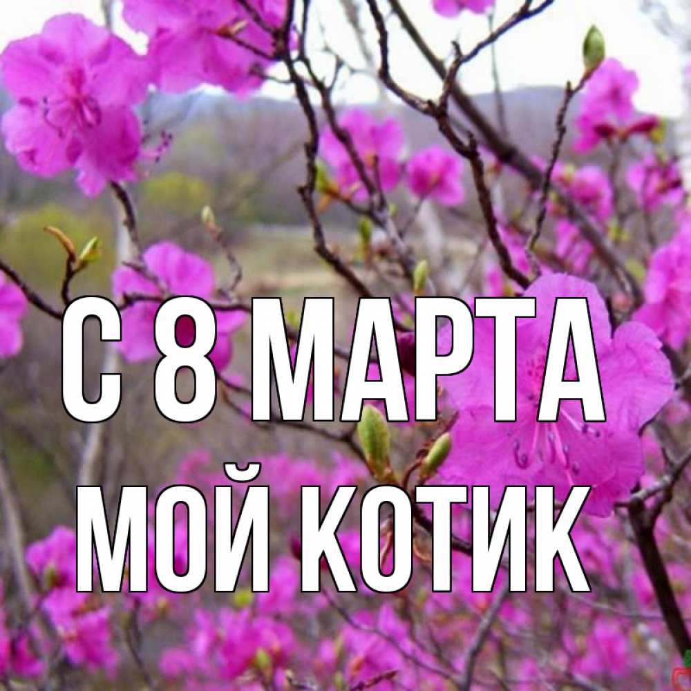 Открытка на каждый день с именем, мой-Котик С 8 МАРТА международный женский день Прикольная открытка с пожеланием онлайн скачать бесплатно 