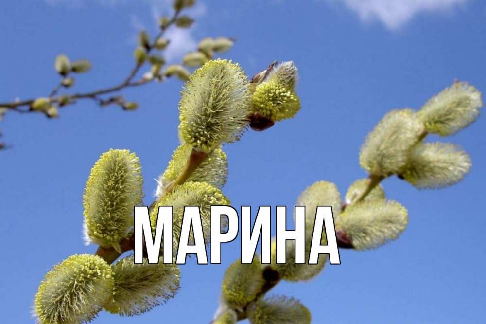 Открытка на каждый день с именем, Марина Главная верба Прикольная открытка с пожеланием онлайн скачать бесплатно 