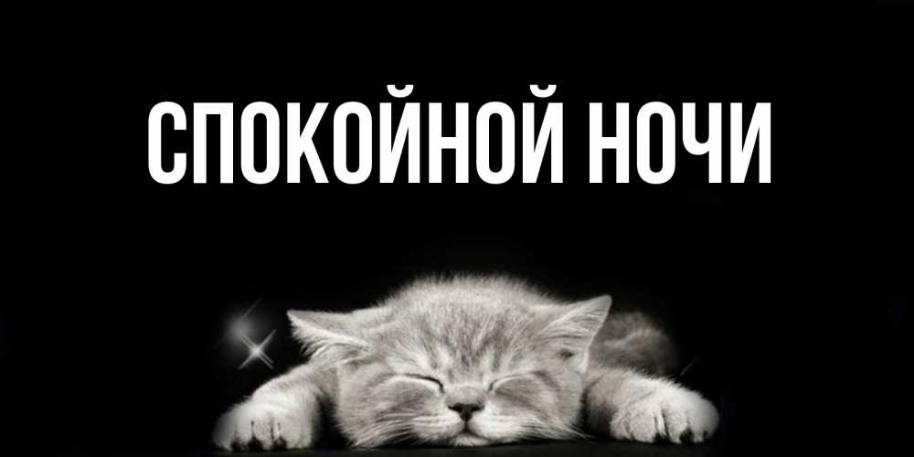 Приколы про, котики смешные картинки с надписями спокойной ночи