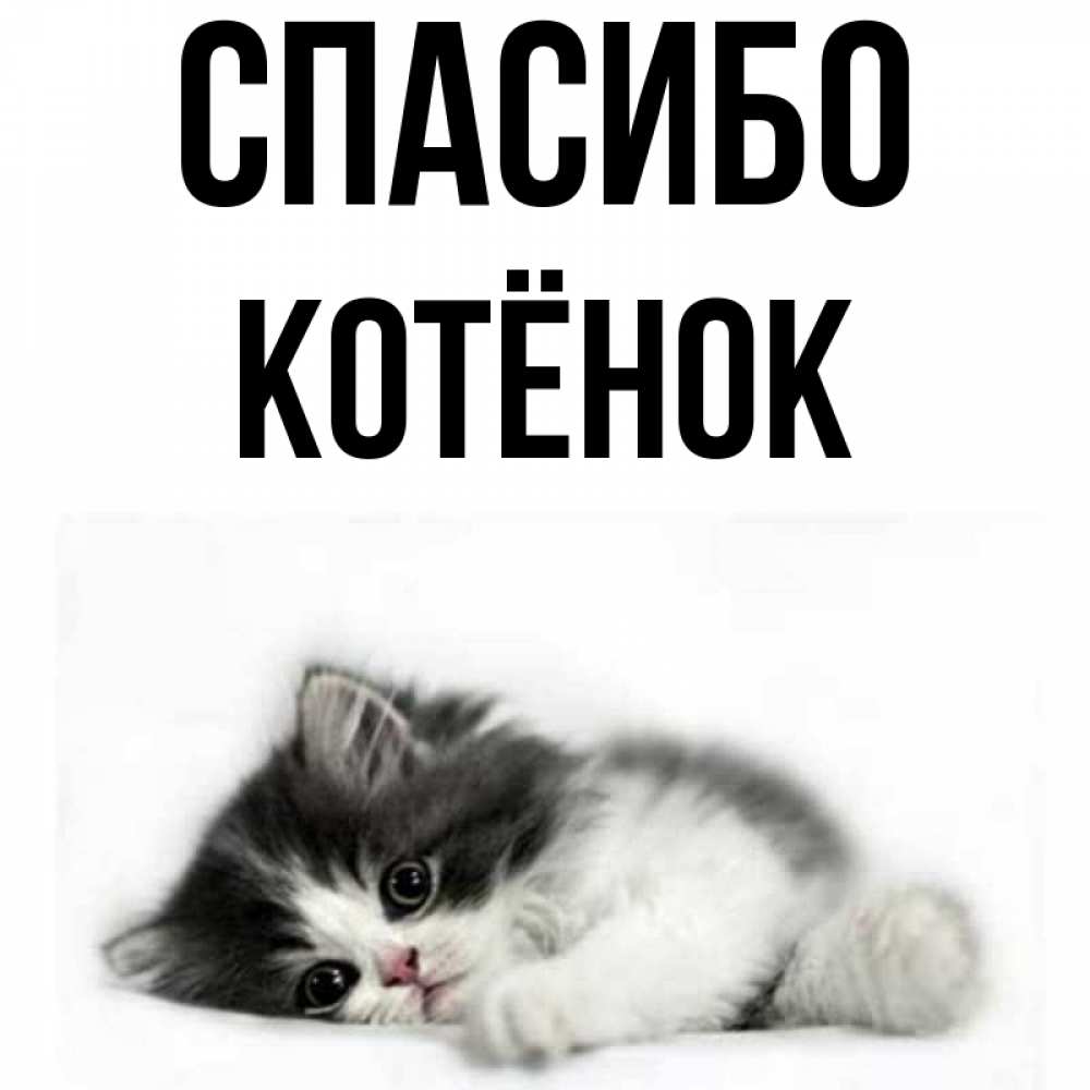 Спасибо картинки с котенком