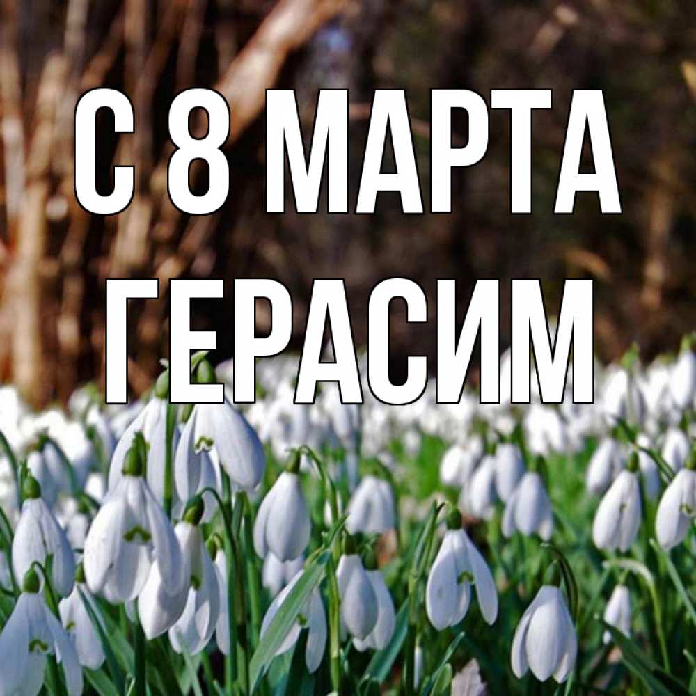 Открытка на каждый день с именем, Герасим С 8 МАРТА с подснежниками 1 Прикольная открытка с пожеланием онлайн скачать бесплатно 