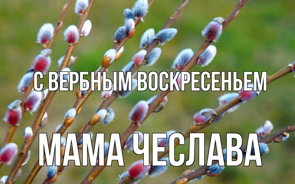 Открытка на каждый день с именем, Мама-Чеслава С вербным воскресеньем верба Прикольная открытка с пожеланием онлайн скачать бесплатно 