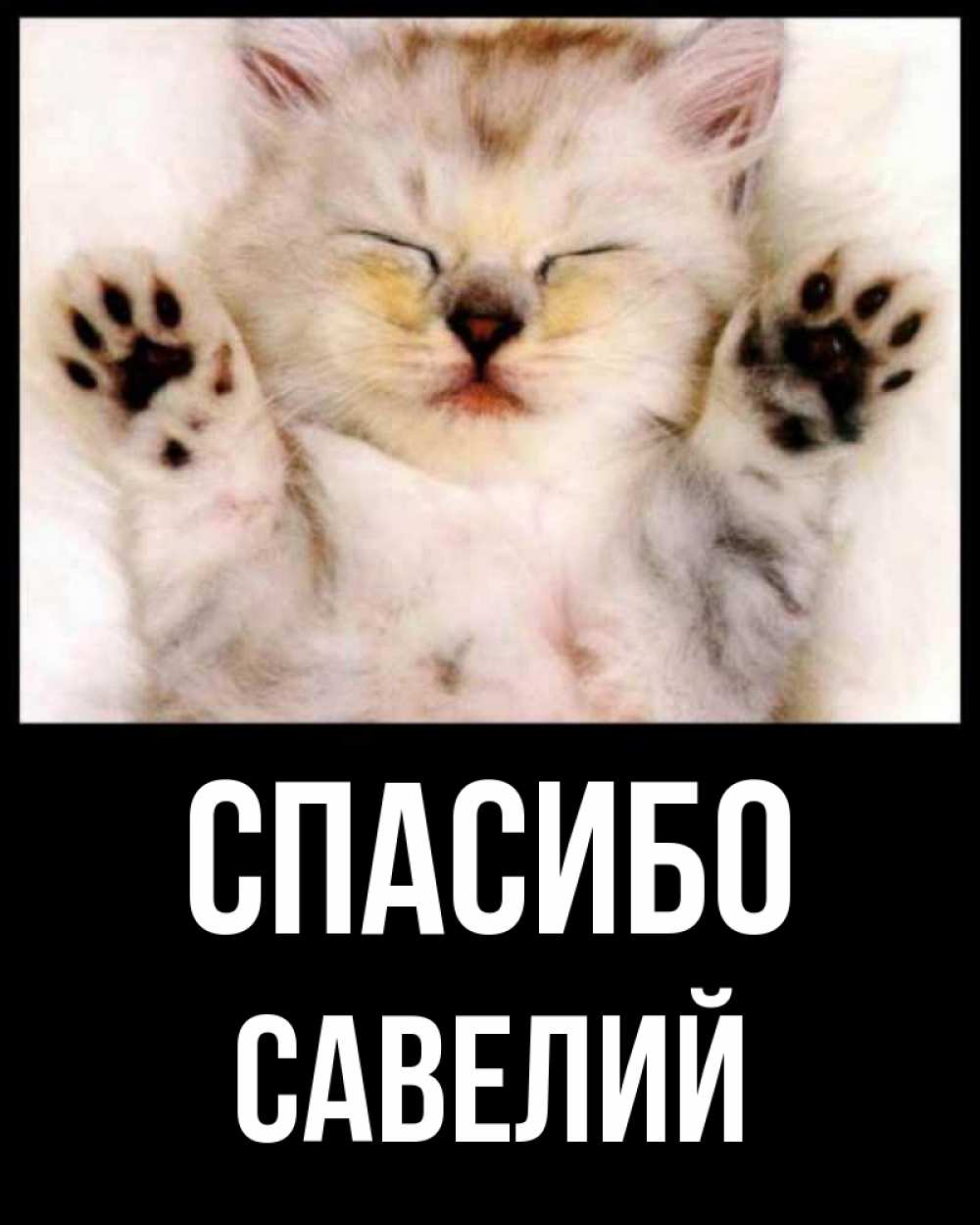 Открытка на каждый день с именем, Савелий Спасибо маленький котенок Прикольная открытка с пожеланием онлайн скачать бесплатно 