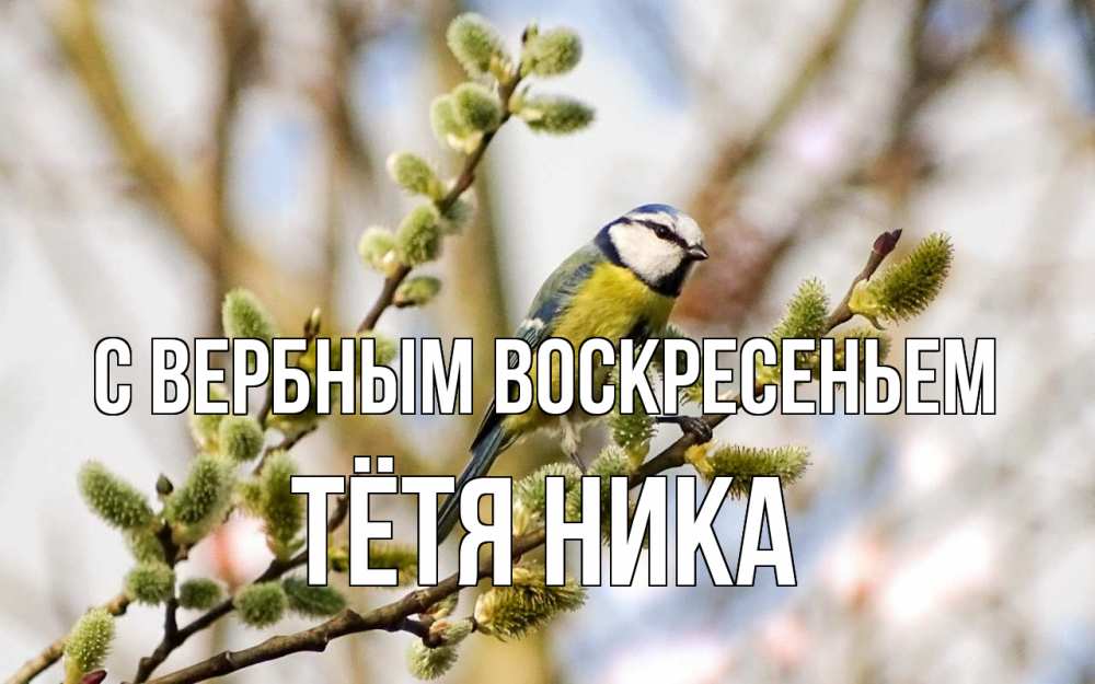 Открытка на каждый день с именем, Тётя-Ника С вербным воскресеньем верба Прикольная открытка с пожеланием онлайн скачать бесплатно 